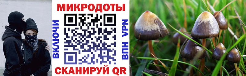 купить наркотик  Исилькуль  Галлюциногенные грибы Psilocybine cubensis 